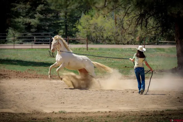 a view of a backyard with green space