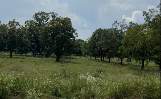 a view of outdoor space with trees all around