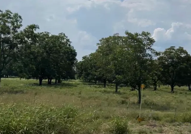 a view of a green field