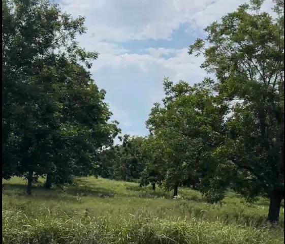 a big yard with lots of green space and plants