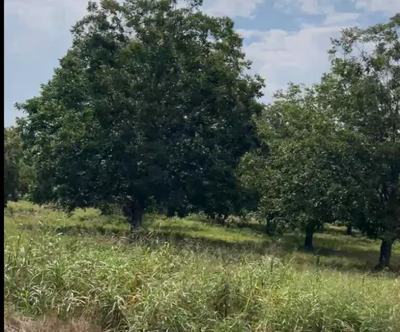 a view of a lake with a tree