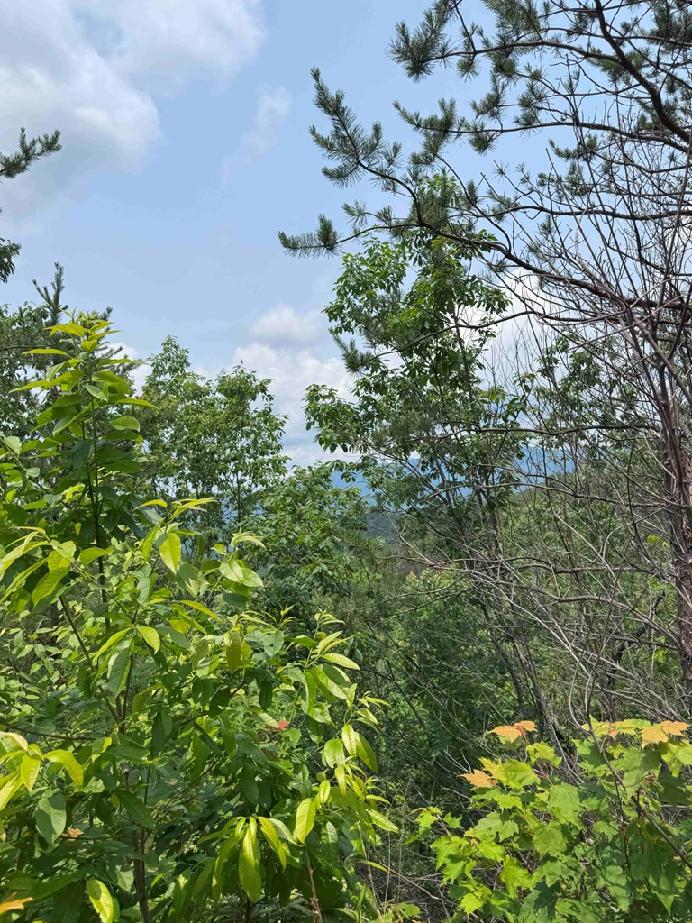 88-acres Bolden Branch Road Andrews, NC 28901 - Photo 22 of 34