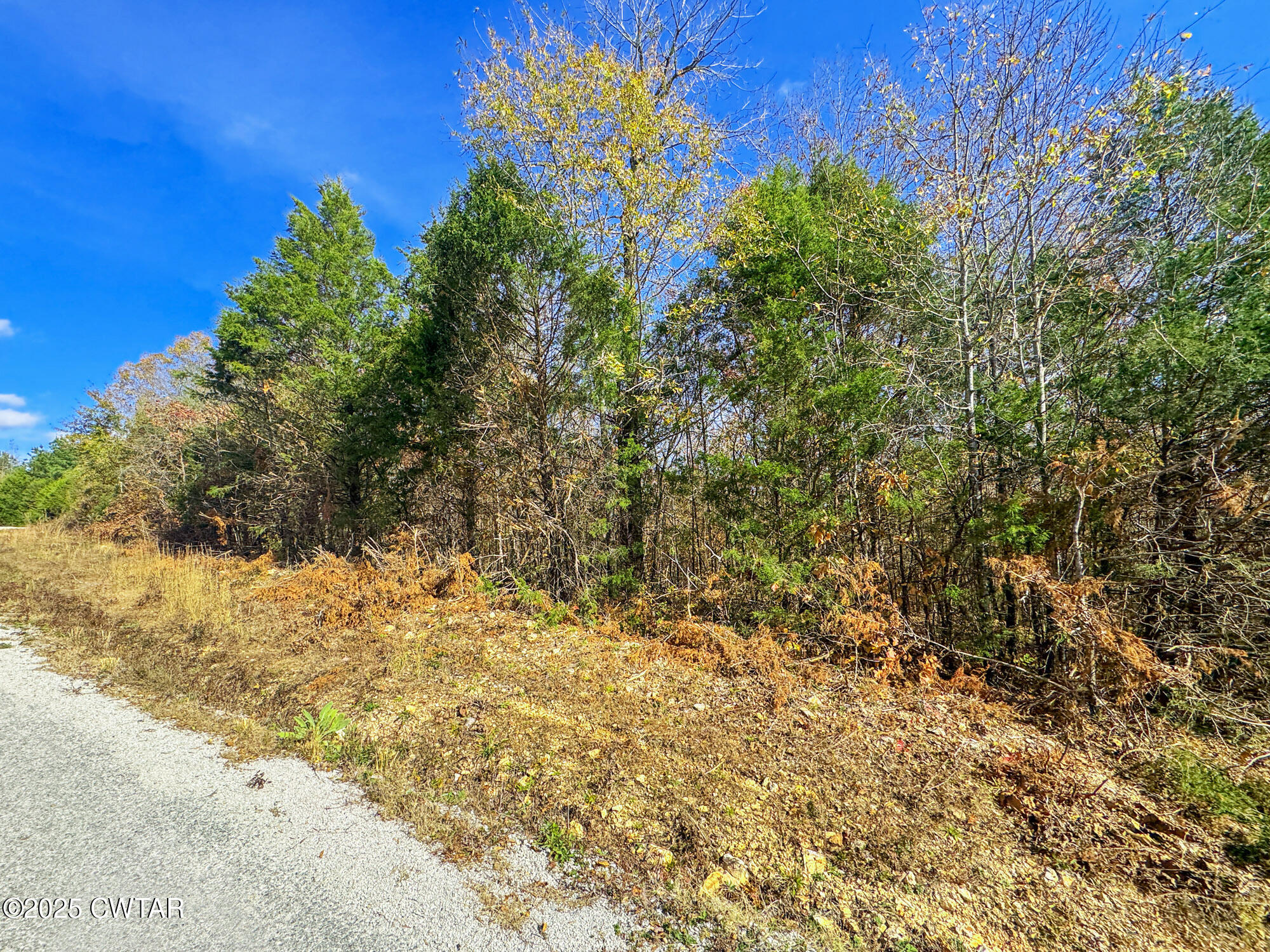 0 Beech Ridge Road Parsons, TN 38363 - Photo 6 of 10 a view of a yard with trees