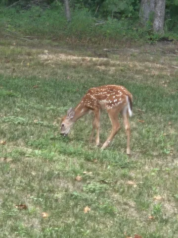 $535,900 | 425 Buck Graves Road, Westmoreland, TN 37186