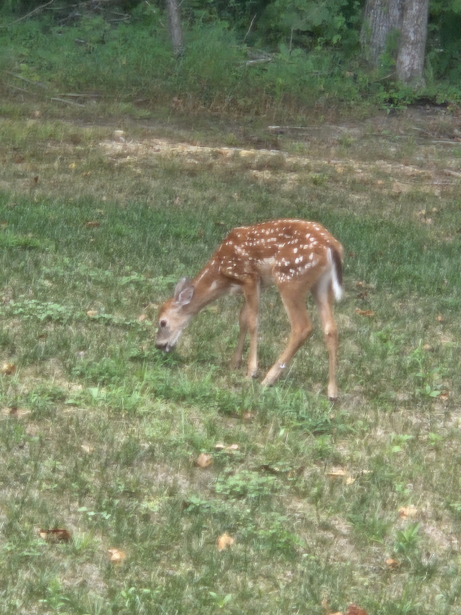 425 Buck Graves Road Westmoreland, TN 37186 - Photo 45 of 56