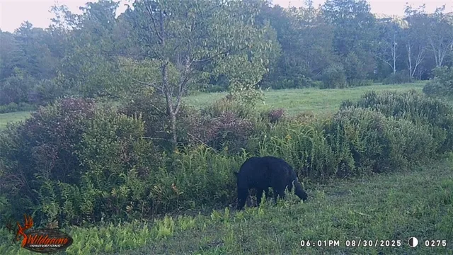 $115,000 | Houck Drive, Bainbridge, NY 13733