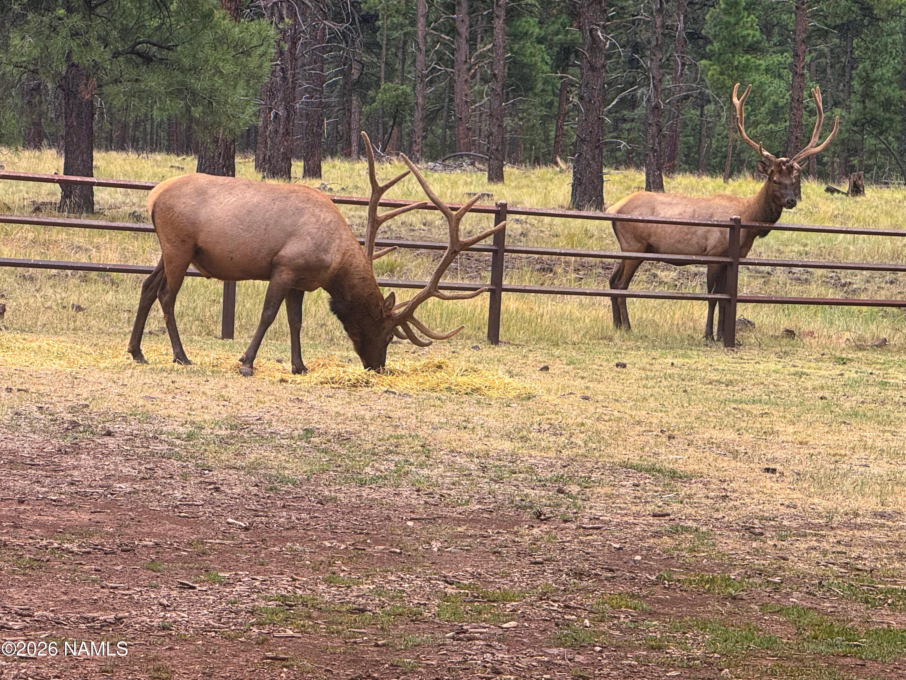 4960 Forest Ranches Loop Parks, AZ 86018 - Photo 30 of 51 29a