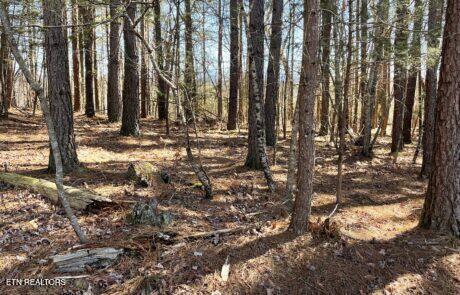 194 Forest Ridge Lane Greenback, TN 37742 - Photo 1 of 11 Lot 31 Pic1