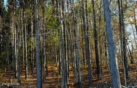 194 Forest Ridge Lane Greenback, TN 37742 - Photo 2 of 11 Lot 31 Pic 5