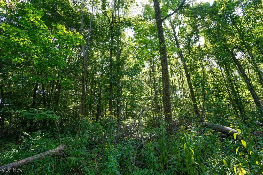 Johnson Run Road Kimbolton, OH 43749 - Photo 19 of 36 View of local wilderness