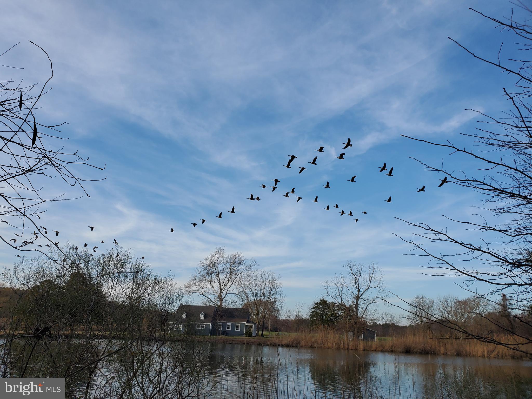 2130 Silver Goose Road Cambridge, MD 21613 - Photo 8 of 15 Geese In Flight Over Creek