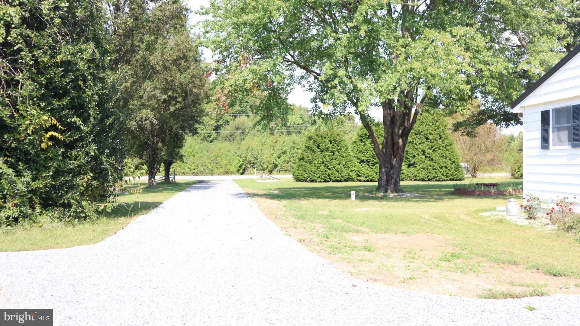2010 McGinnes Road Chestertown, MD 21620 - Photo 3 of 19 a view of yard with tree