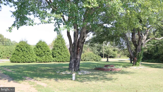 a view of a golf course with a tree