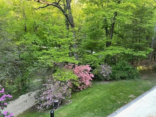 a view of a garden with plants and large trees
