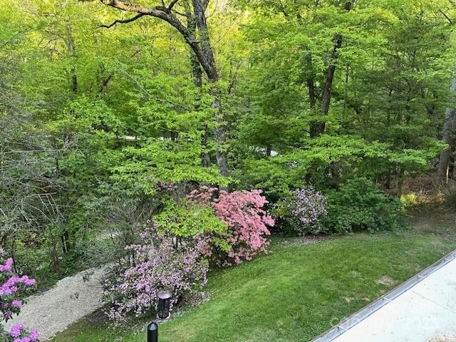 167 Simmons Ridge Road Spruce Pine, NC 28777 - Photo 29 of 44 a view of a garden with plants and large trees