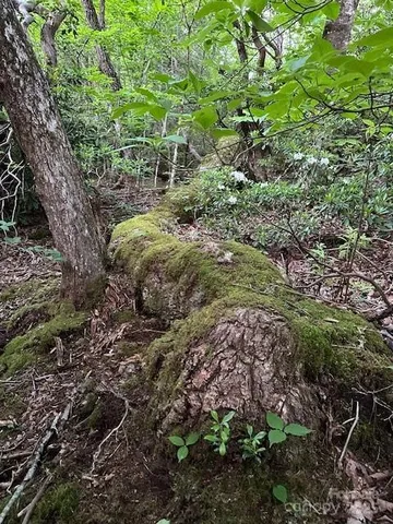 a view of a garden with plants