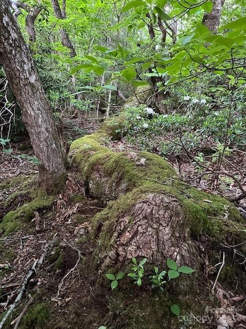 167 Simmons Ridge Road Spruce Pine, NC 28777 - Photo 30 of 44 a view of a garden with plants