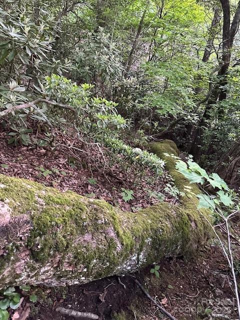 167 Simmons Ridge Road Spruce Pine, NC 28777 - Photo 32 of 44 a view of a forest with a tree