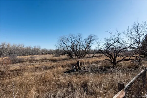 a view of a dry yard with trees
