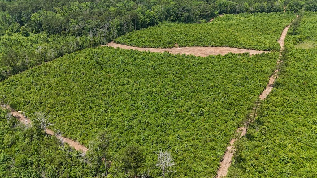 Tbd McClain Road Liberty, MS 39645 - Photo 13 of 13 Photo 13