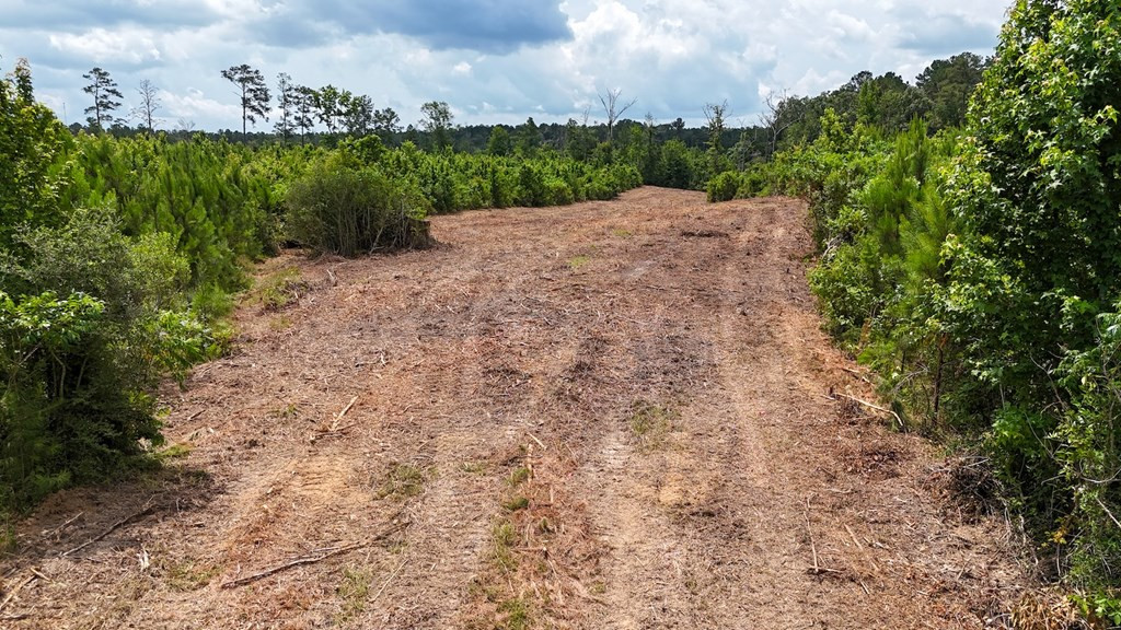 Tbd McClain Road Liberty, MS 39645 - Photo 9 of 13 Photo 9