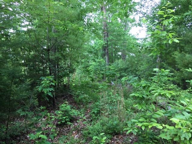 399 Archville Road Reliance, TN 37369 - Photo 18 of 24 IMG_7816