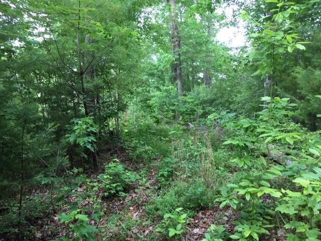399 Archville Road Reliance, TN 37369 - Photo 19 of 24 IMG_7818