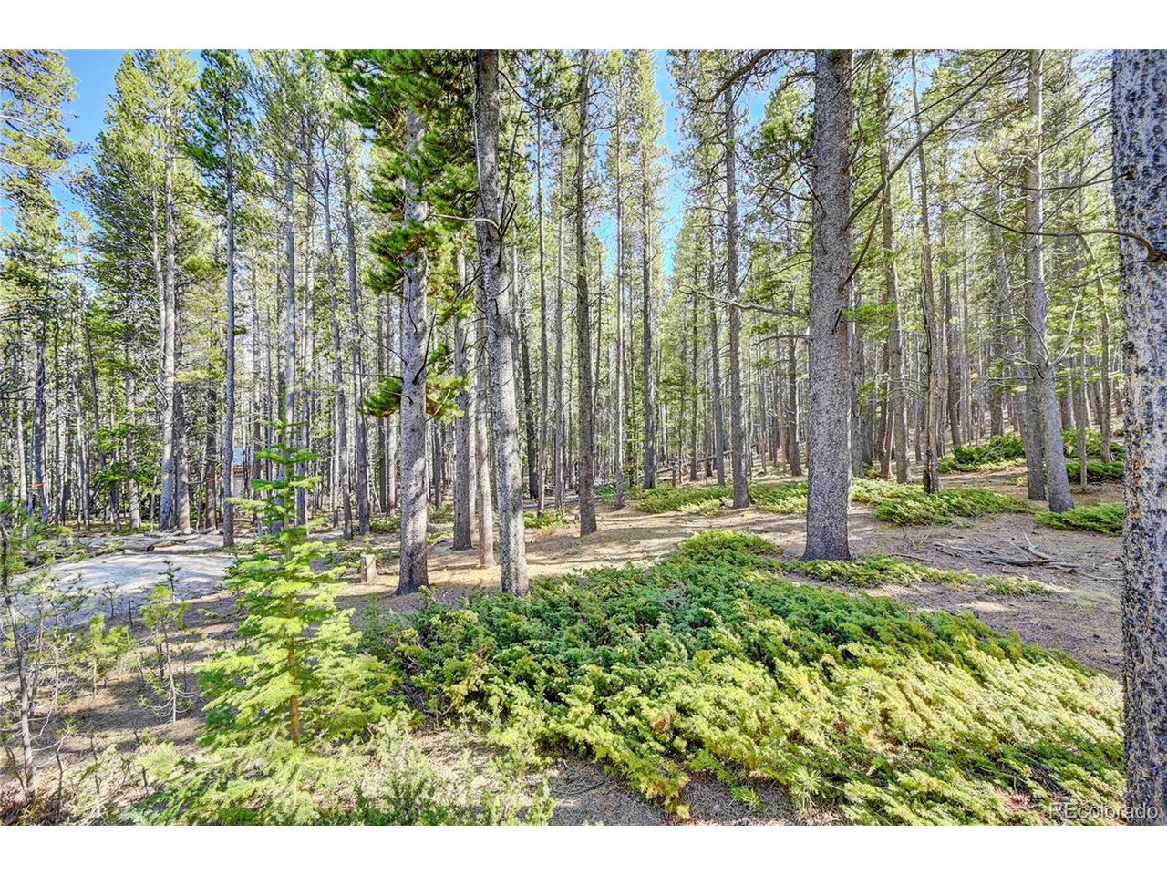 171 Lower Forest Road Idaho Springs, CO 80452 - Photo 15 of 30 a backyard of a house with lots of green space