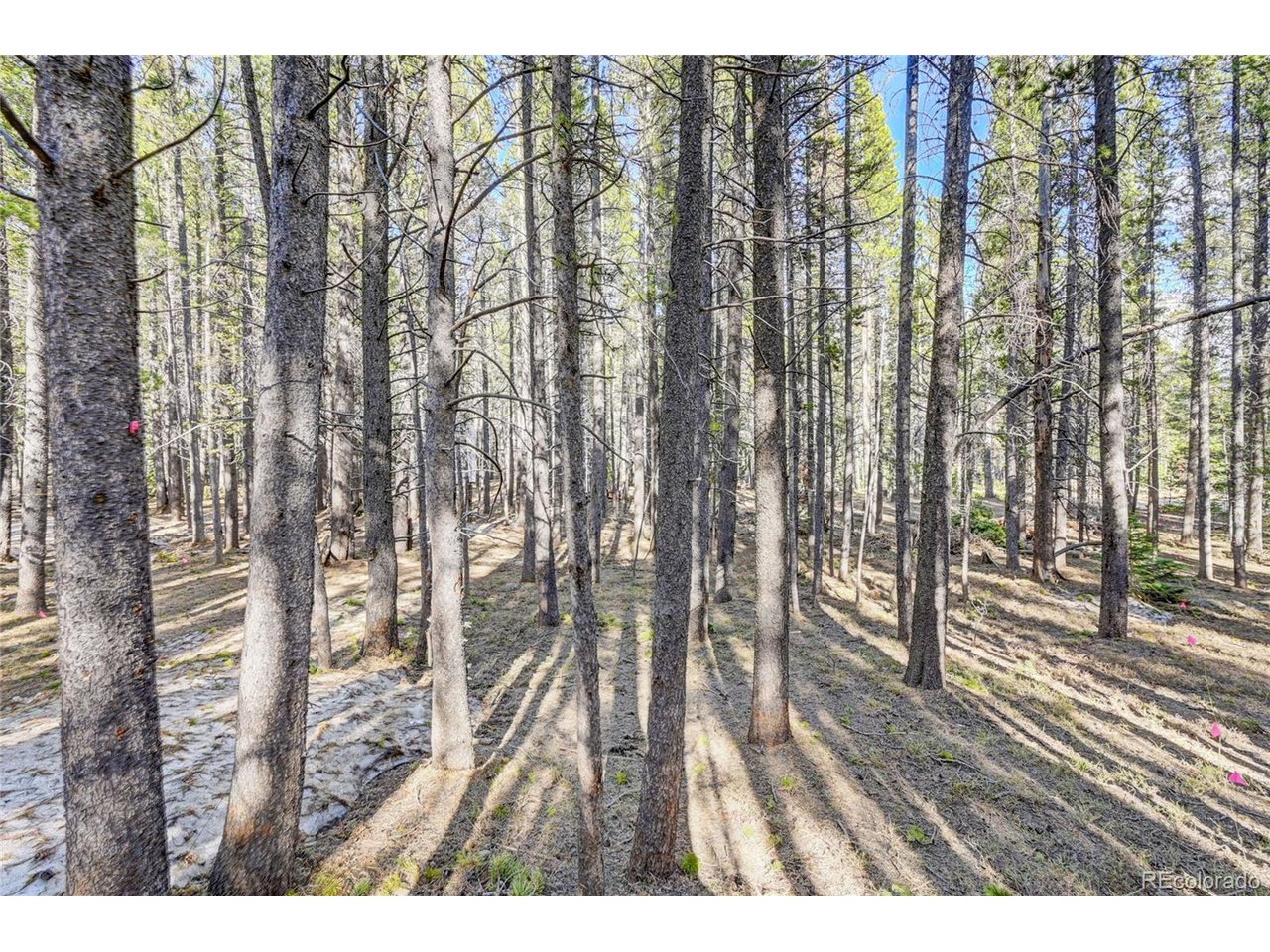 171 Lower Forest Road Idaho Springs, CO 80452 - Photo 16 of 30 a view of entryway with wooden floor