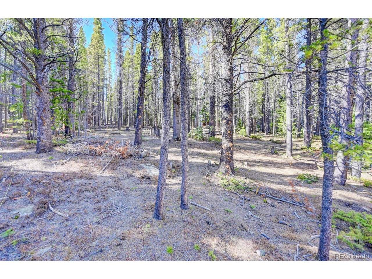 171 Lower Forest Road Idaho Springs, CO 80452 - Photo 18 of 30 a backyard of a house with lots of green space