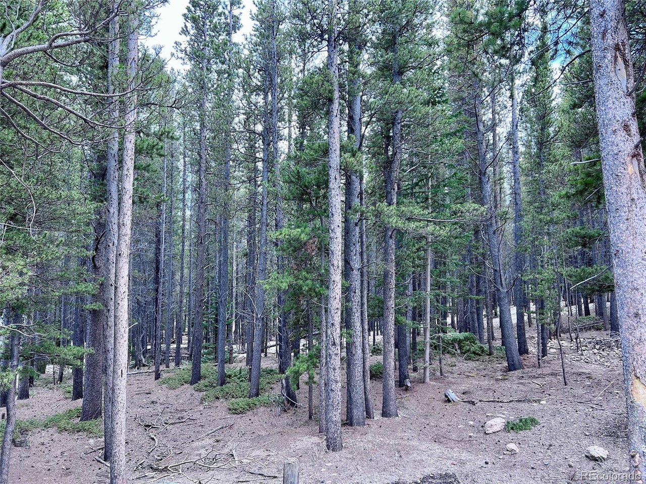 171 Lower Forest Road Idaho Springs, CO 80452 - Photo 21 of 30 a backyard of a house with trees