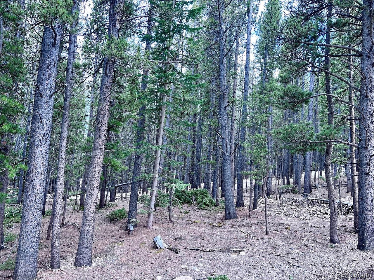 171 Lower Forest Road Idaho Springs, CO 80452 - Photo 23 of 30 a view of a forest with trees