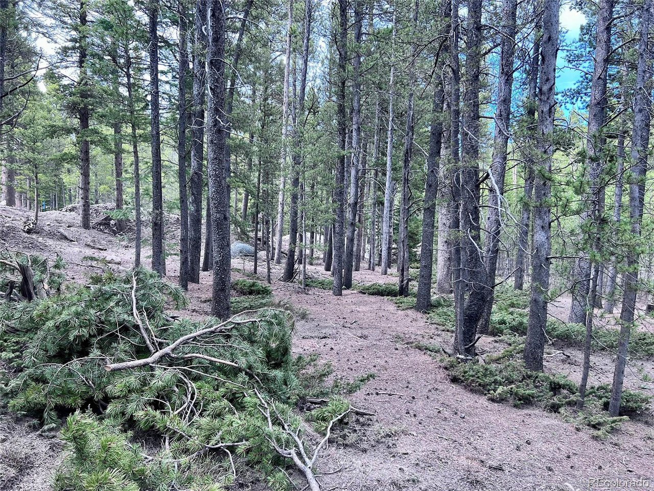 171 Lower Forest Road Idaho Springs, CO 80452 - Photo 24 of 30 a backyard of a house with lots of green space