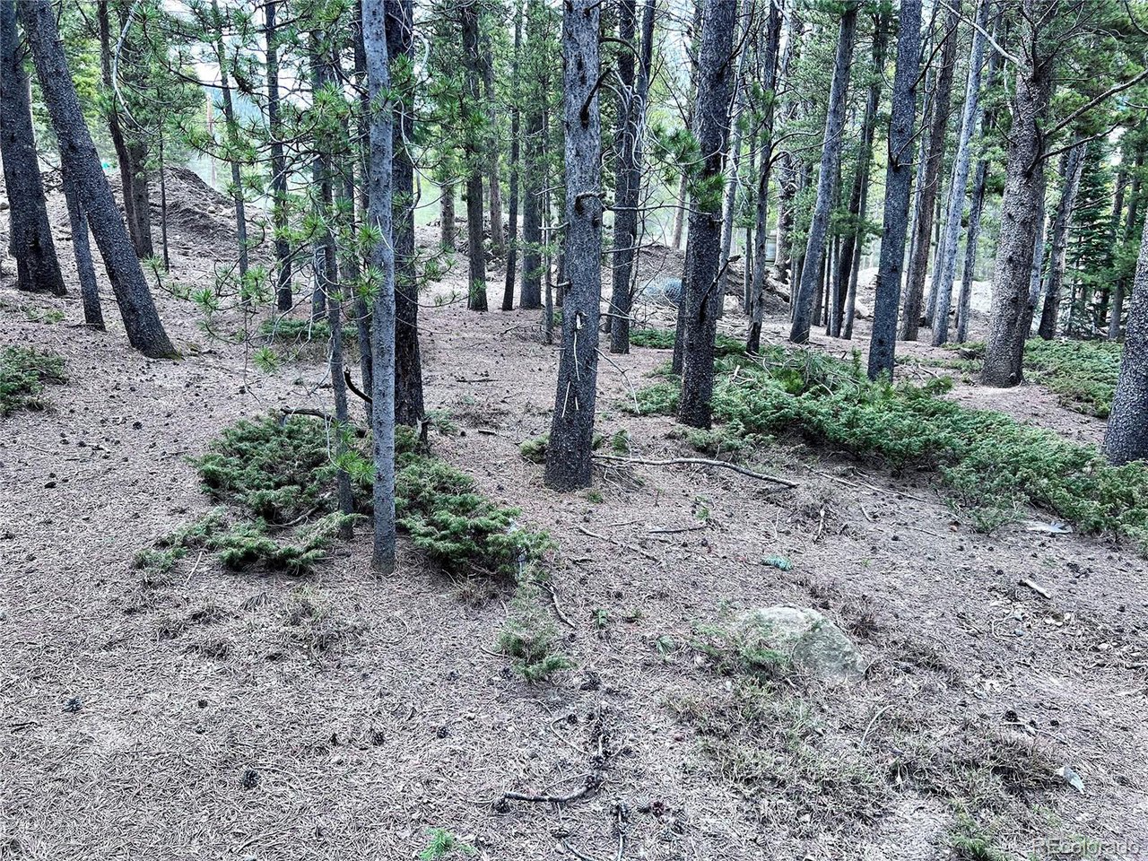 171 Lower Forest Road Idaho Springs, CO 80452 - Photo 25 of 30 a view of a forest with trees in the background