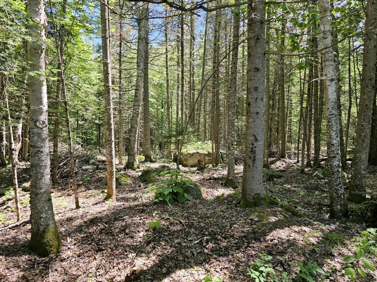 42 Bald Mountain Road Oquossoc, ME 04964 - Photo 21 of 30 Yard