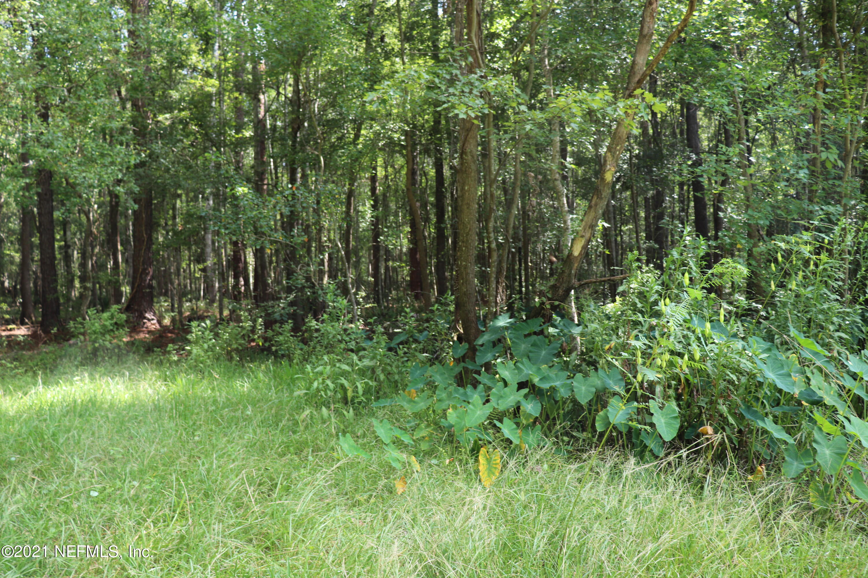 8539 Thomas Road Jacksonville, FL 32219 - Photo 38 of 38 another view into wooded area