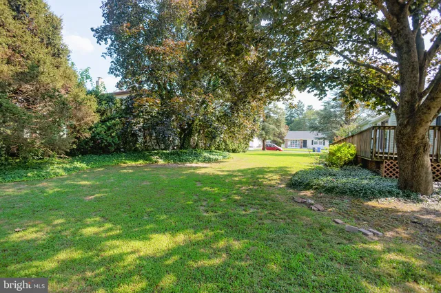 a view of a park with large trees