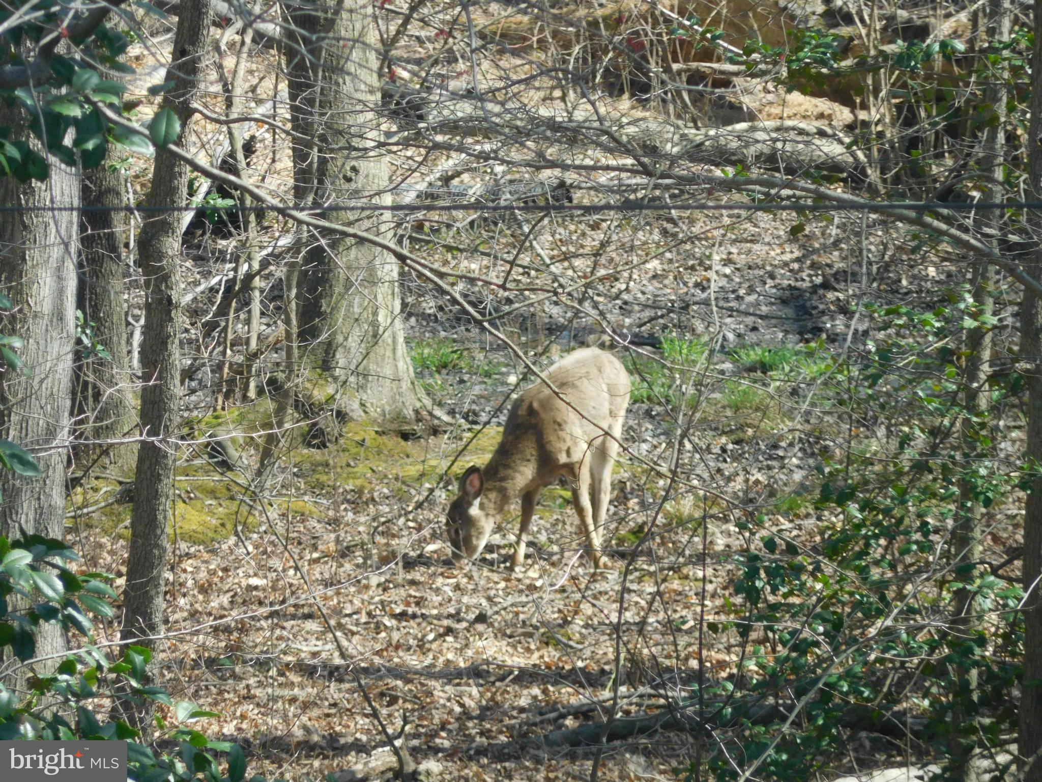 513 Maple Ridge Lane Odenton, MD 21113 - Photo 8 of 30 View wildlife from Kitchen Window