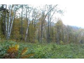 515 Townsend Brook Road Pittsfield, VT 05762 - Photo 3 of 5