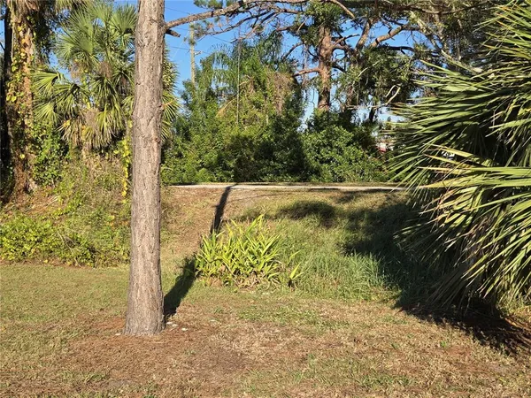 a view of a yard with plants