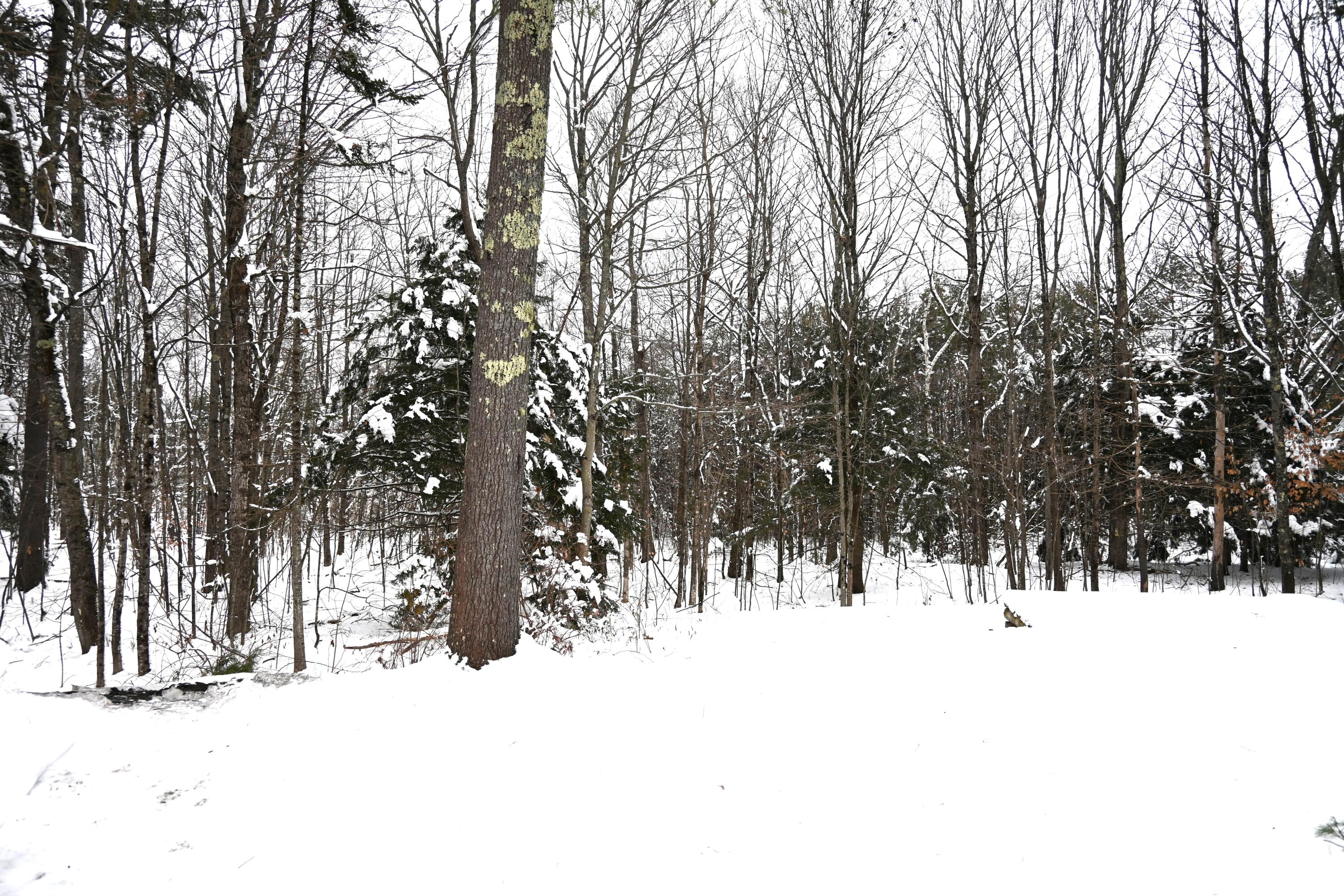 875 Back Road Skowhegan, ME 04976 - Photo 56 of 102 DSC_0051