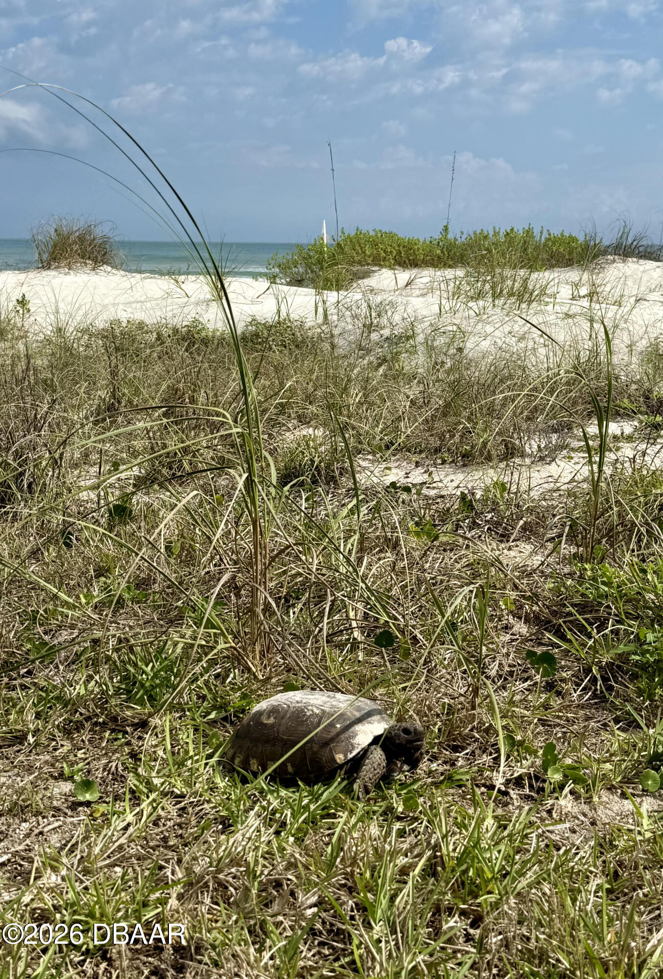 82 Calumet Avenue Ponce Inlet, FL 32127 - Photo 17 of 29 Dunes and native wildlife