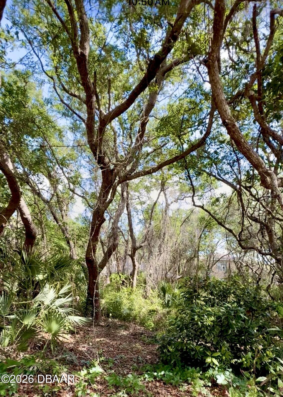 82 Calumet Avenue Ponce Inlet, FL 32127 - Photo 18 of 29 82 Calumet trees