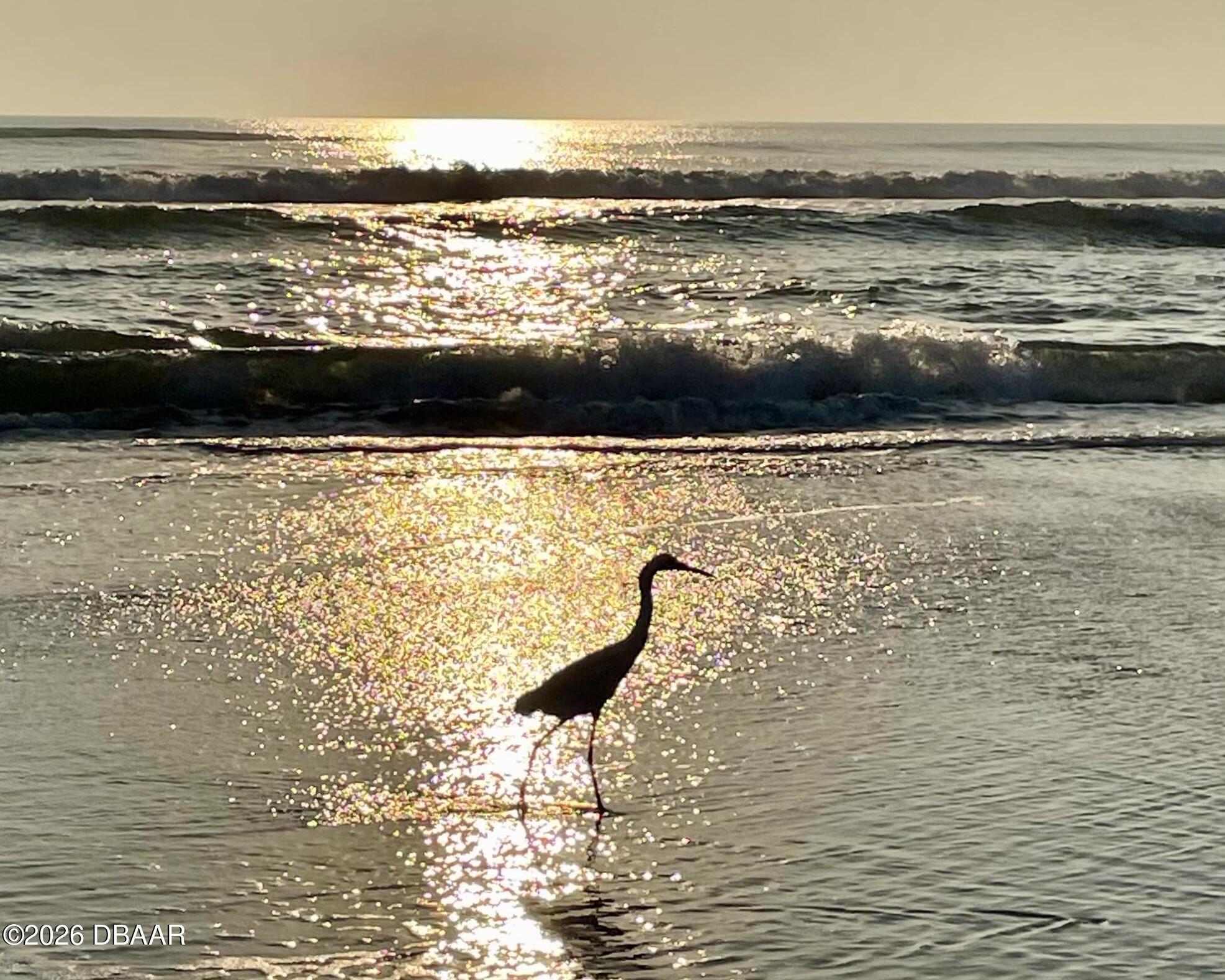 82 Calumet Avenue Ponce Inlet, FL 32127 - Photo 22 of 29 Sunrise morning walk