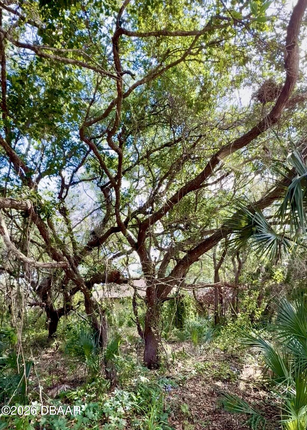 82 Calumet Avenue Ponce Inlet, FL 32127 - Photo 5 of 29 Natural, wooded landscape