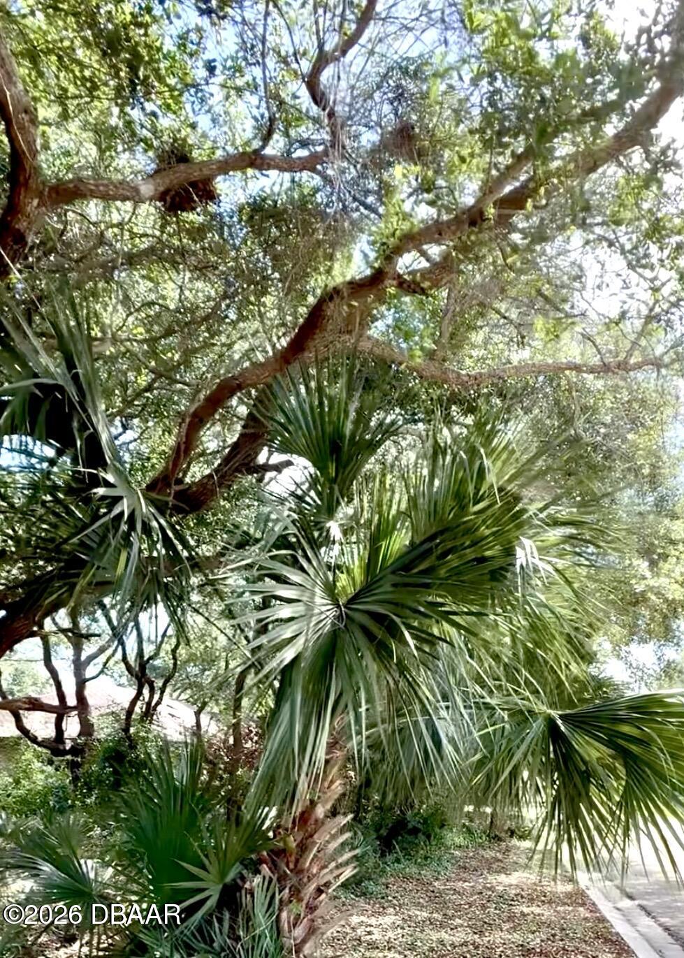 82 Calumet Avenue Ponce Inlet, FL 32127 - Photo 6 of 29 Palms and mature trees