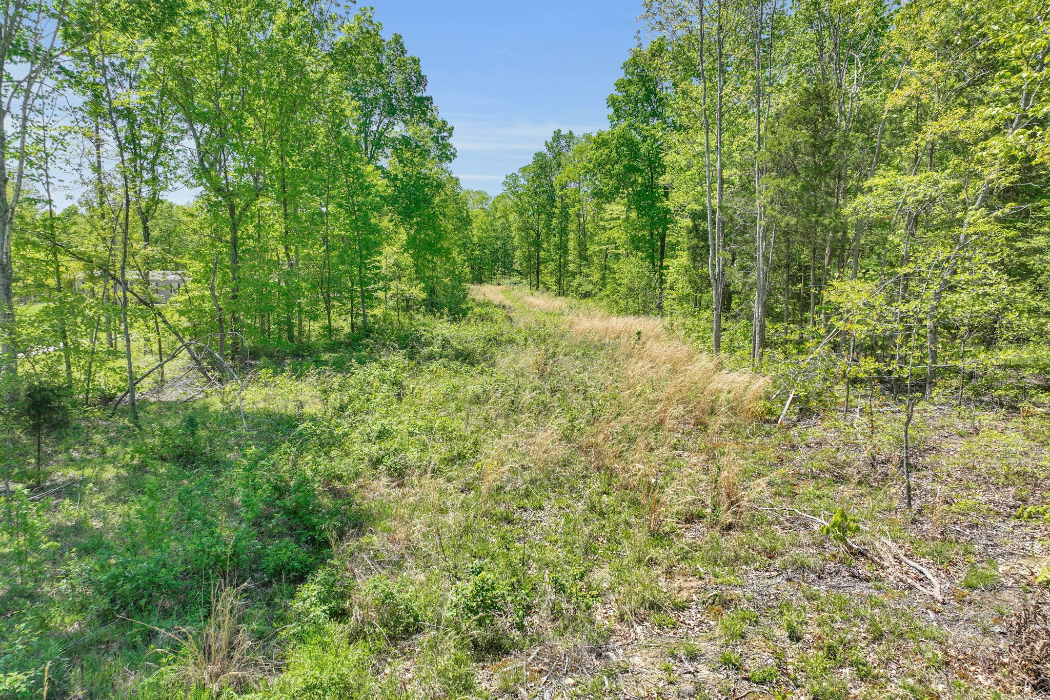 6126 Calvin Potts Road Primm Springs, TN 38476 - Photo 14 of 23 a view of a yard with a tree