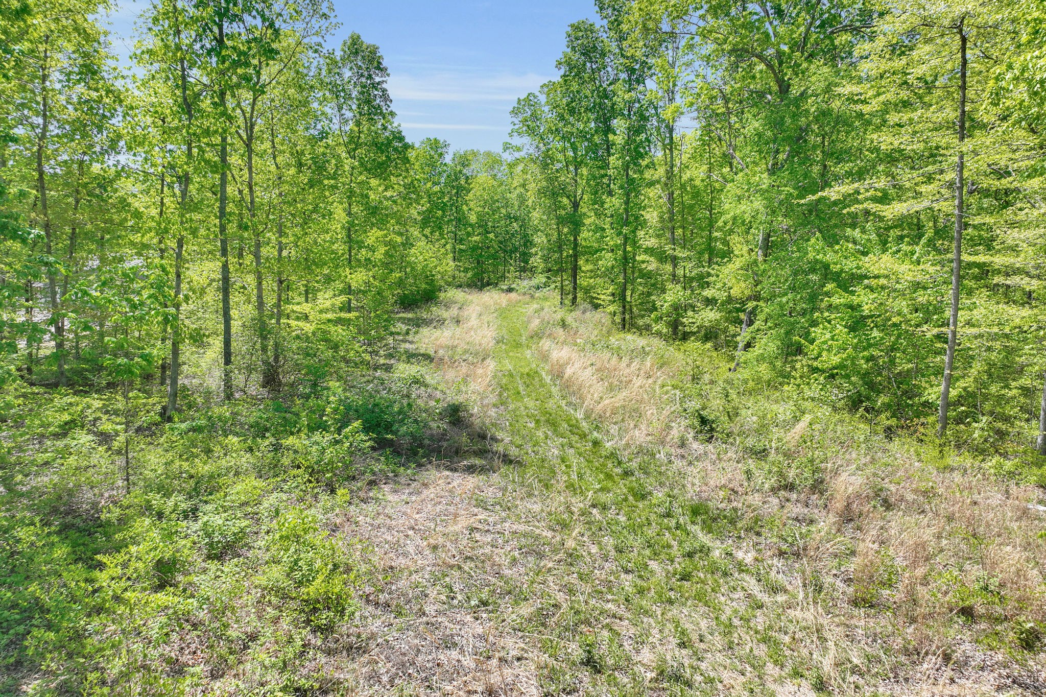 6126 Calvin Potts Road Primm Springs, TN 38476 - Photo 15 of 23 a view of a lush green forest