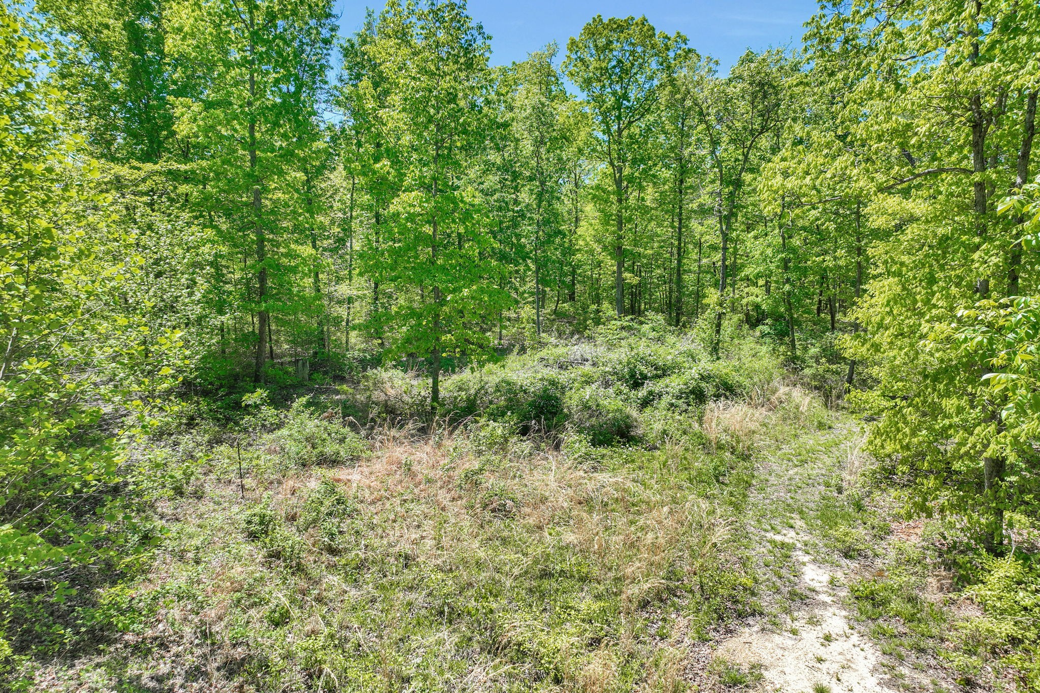 6126 Calvin Potts Road Primm Springs, TN 38476 - Photo 17 of 23 a view of a lush green forest