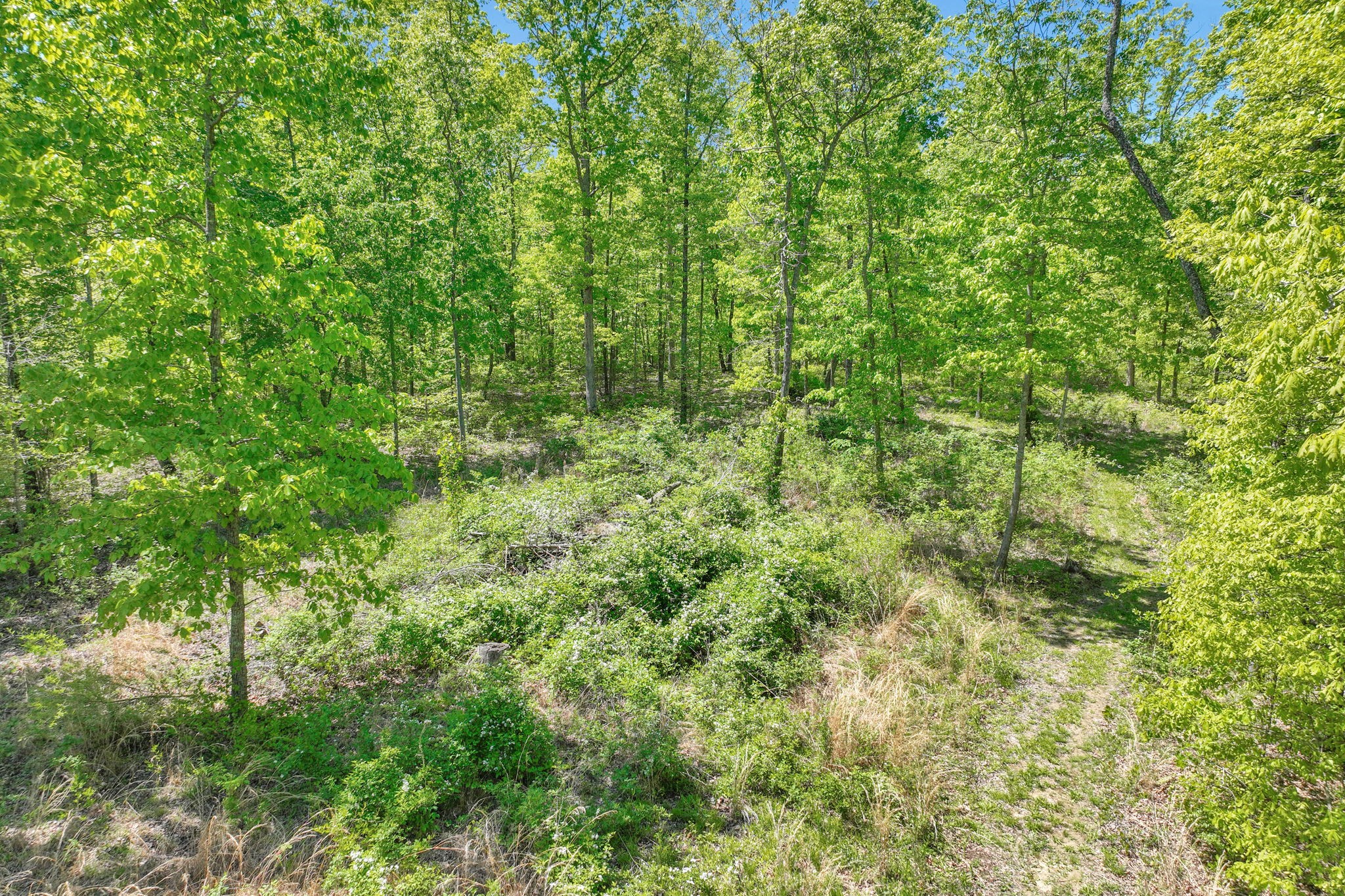 6126 Calvin Potts Road Primm Springs, TN 38476 - Photo 18 of 23 a view of a lush green forest